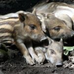 Vier Wildschweinferkel mit gestreiftem Fell liegen dicht nebeneinander auf dem Boden in einem schattigen, erdigen Bereich.