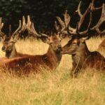 Drei männliche Hirsche mit großen Geweihen liegen im hohen Gras, im Hintergrund sind Bäume zu sehen.