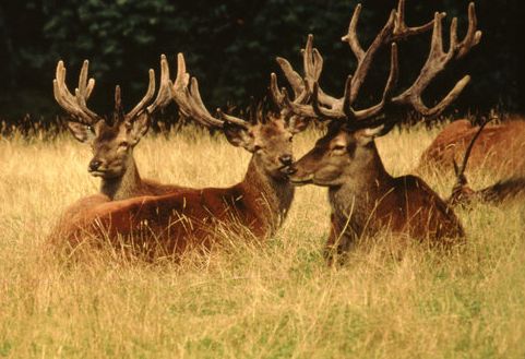 Drei männliche Hirsche mit großen Geweihen liegen im hohen Gras, im Hintergrund sind Bäume zu sehen.
