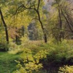 Eine hölzerne Fußgängerbrücke führt über eine grüne, grasbewachsene Fläche, die von hohen Bäumen und dichtem Laub in einem sonnenbeschienenen Wald umgeben ist.