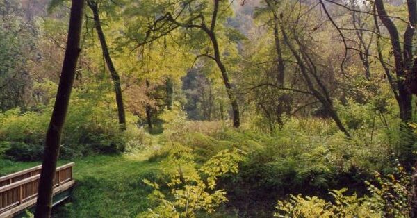 Eine hölzerne Fußgängerbrücke führt über eine grüne, grasbewachsene Fläche, die von hohen Bäumen und dichtem Laub in einem sonnenbeschienenen Wald umgeben ist.