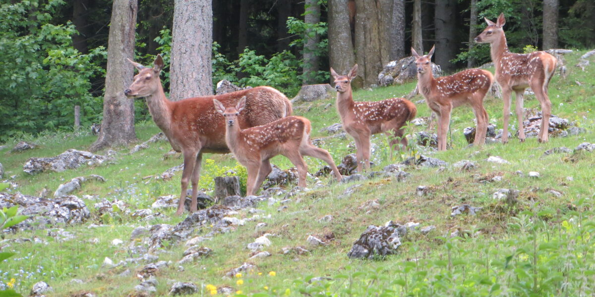 Eine Gruppe von fünf Rehen, darunter ausgewachsene Tiere und Kitze mit geflecktem Fell, steht auf einem grasbewachsenen, felsigen Hügel in einem Waldgebiet.