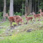 Eine Gruppe von fünf Rehen, darunter ausgewachsene Tiere und Kitze mit geflecktem Fell, steht auf einem grasbewachsenen, felsigen Hügel in einem Waldgebiet.