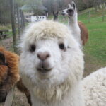 Nahaufnahme eines weißen Alpakas, das der Kamera zugewandt ist, mit zwei anderen Alpakas im Hintergrund, die im Gras in der Nähe eines Zauns stehen.