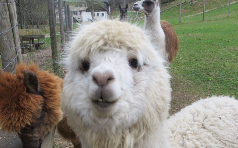 Nahaufnahme eines weißen Alpakas, das der Kamera zugewandt ist, mit zwei anderen Alpakas im Hintergrund, die im Gras in der Nähe eines Zauns stehen.