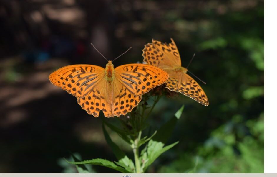 Zwei orangefarbene Schmetterlinge mit schwarzen Flecken ruhen auf grünen Blättern, wobei das Sonnenlicht ihre Flügel und den unscharfen natürlichen Hintergrund hervorhebt.