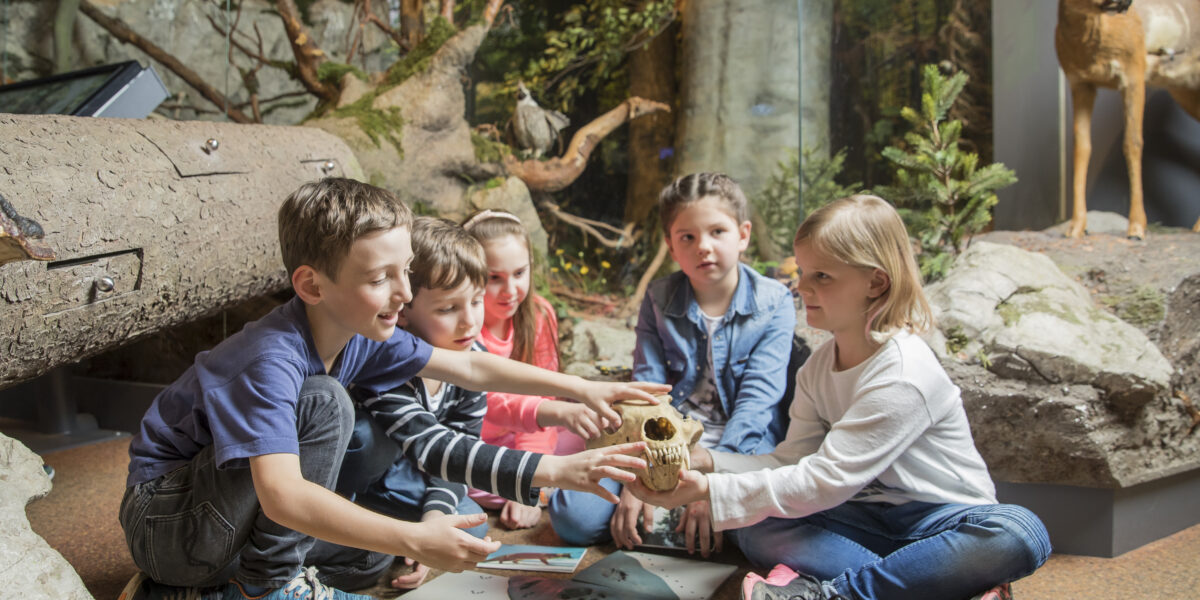 Fünf Kinder sitzen auf dem Boden einer Naturausstellung und untersuchen einen Tierschädel zusammen mit Tierdioramen und Lehrmaterial um sie herum.