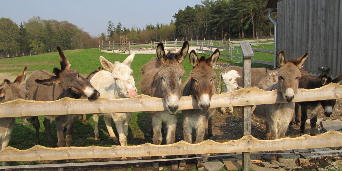 Eine Gruppe von Eseln, darunter ein weißer Esel, steht hinter einem Holzzaun in einem grasbewachsenen Außengehege in der Nähe einer Holzscheune.