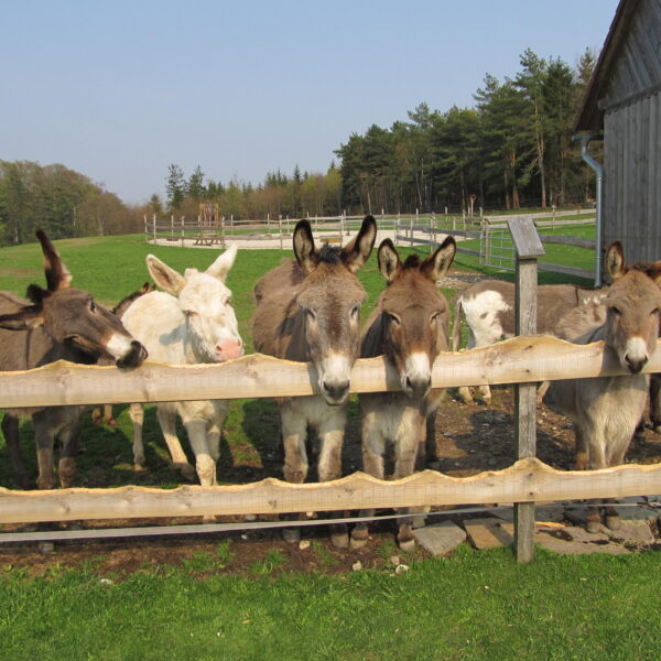 Eine Gruppe von Eseln, darunter ein weißer Esel, steht hinter einem Holzzaun in einem grasbewachsenen Außengehege in der Nähe einer Holzscheune.