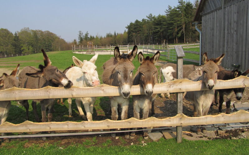 Eine Gruppe von Eseln, darunter ein weißer Esel, steht hinter einem Holzzaun in einem grasbewachsenen Außengehege in der Nähe einer Holzscheune.