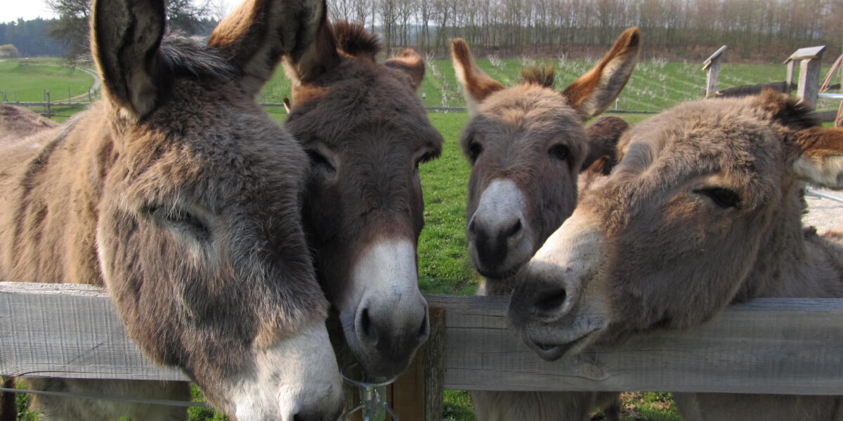 Vier Esel stehen dicht beieinander hinter einem Holzzaun auf einer grasbewachsenen Wiese und schauen in die Kamera.