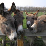 Vier Esel stehen dicht beieinander hinter einem Holzzaun auf einer grasbewachsenen Wiese und schauen in die Kamera.