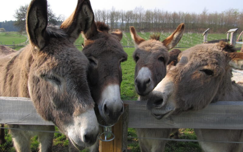 Vier Esel stehen dicht beieinander hinter einem Holzzaun auf einer grasbewachsenen Wiese und schauen in die Kamera.