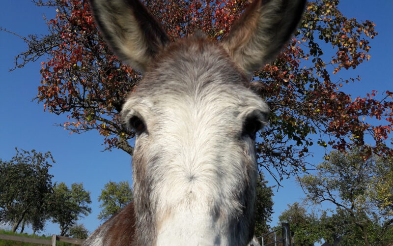 Ein Esel steht auf einer grasbewachsenen Wiese und schaut genau in die Kamera. Im Hintergrund sind Herbstbäume und ein Holzzaun unter blauem Himmel zu sehen.