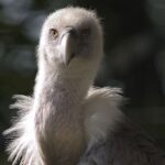 Eine Nahaufnahme eines Geiers mit hellgrauen Federn und spitzem Schnabel, der vor einem dunklen, unscharfen Hintergrund in die Kamera blickt.