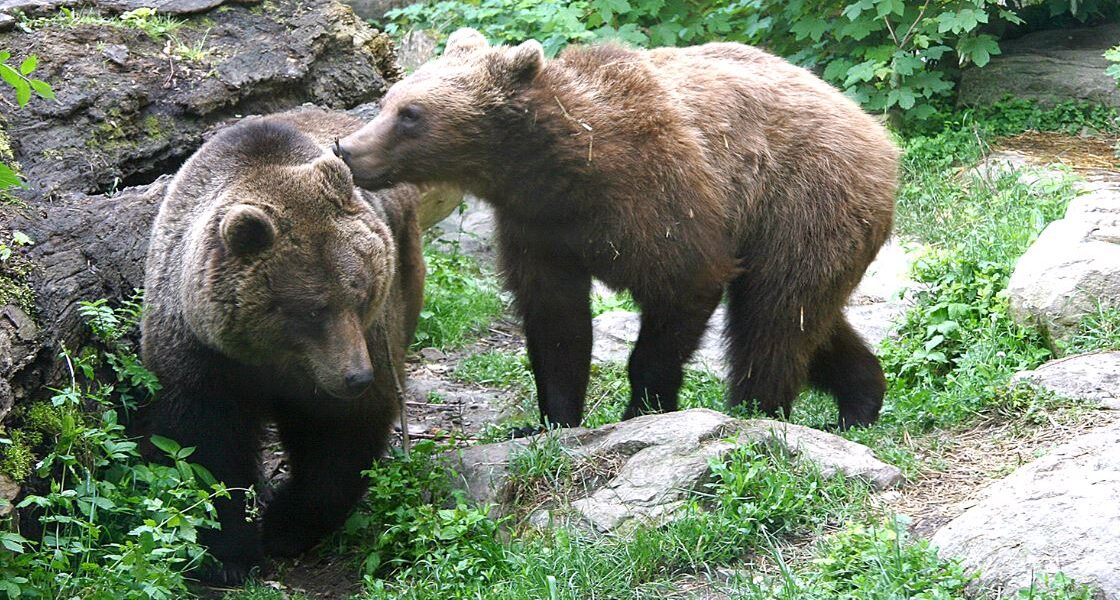 Zwei Braunbären stehen auf Gras und Felsen, wobei ein Bär den anderen in der Nähe eines umgestürzten Baumes und grünen Laubs anstupst.