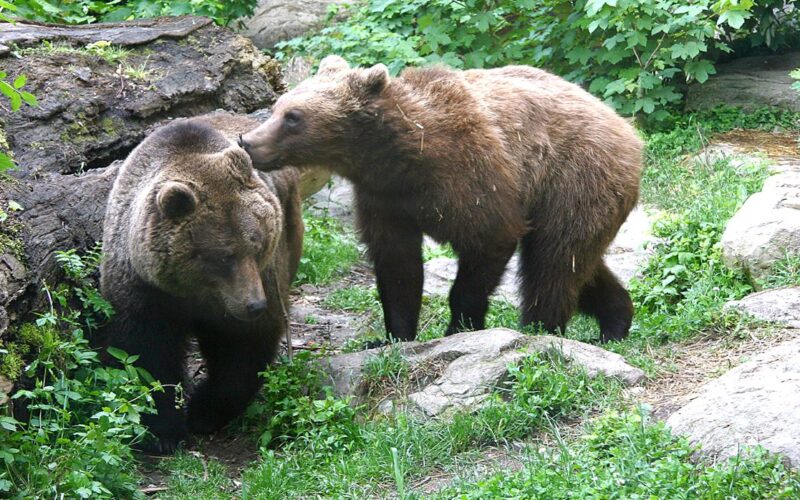 Zwei Braunbären stehen auf Gras und Felsen, wobei ein Bär den anderen in der Nähe eines umgestürzten Baumes und grünen Laubs anstupst.
