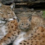 Ein erwachsener Luchs und ein Luchsjunges liegen dicht beieinander auf dem Boden, umgeben von natürlichem Waldabfall und Grün.