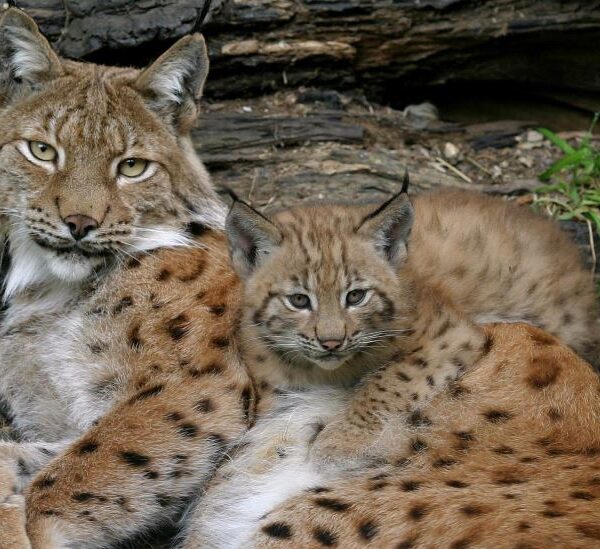 Ein erwachsener Luchs und ein Luchsjunges liegen dicht beieinander auf dem Boden, umgeben von natürlichem Waldabfall und Grün.