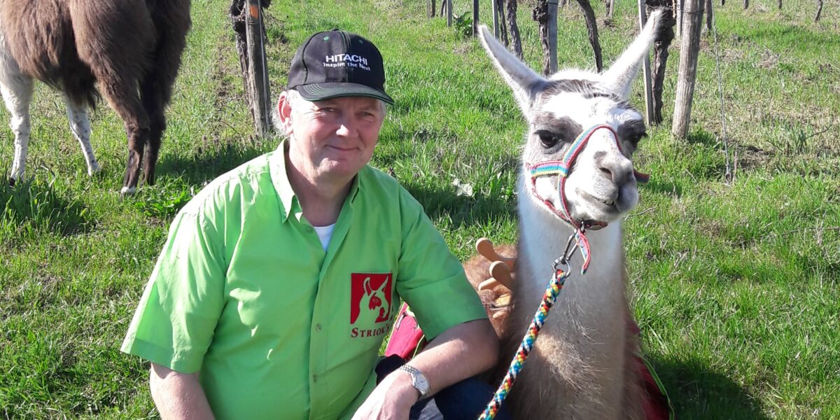 Ein Mann in einem grünen Hemd kniet neben einem Lama, das in einem Weinberg an der Leine gehalten wird, während ein anderes Lama in der Nähe weidet und ein Hügel im Hintergrund zu sehen ist.