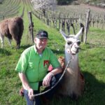 Ein Mann in einem grünen Hemd kniet neben einem Lama, das in einem Weinberg an der Leine gehalten wird, während ein anderes Lama in der Nähe weidet und ein Hügel im Hintergrund zu sehen ist.