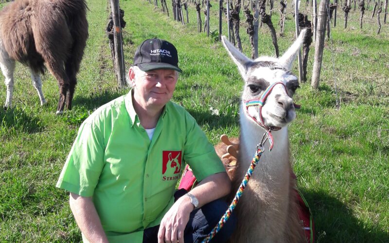 Ein Mann in einem grünen Hemd kniet neben einem Lama, das in einem Weinberg an der Leine gehalten wird, während ein anderes Lama in der Nähe weidet und ein Hügel im Hintergrund zu sehen ist.