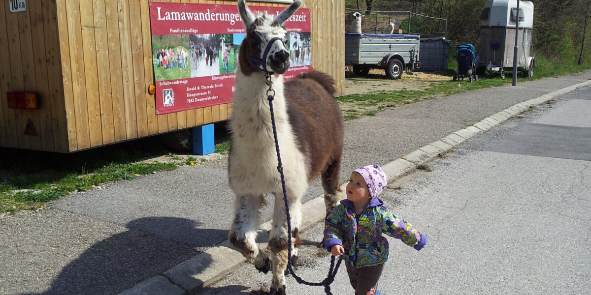 Ein kleines Kind in bunter Kleidung führt an einem sonnigen Tag ein Lama an der Leine neben einem Holzgebäude spazieren.