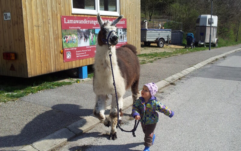 Ein kleines Kind in bunter Kleidung führt an einem sonnigen Tag ein Lama an der Leine neben einem Holzgebäude spazieren.