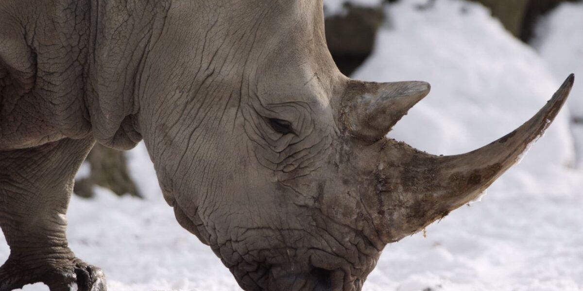 Nahaufnahme eines Nashorns mit nach vorne gerichtetem Horn, das auf Schnee steht und seinen Kopf auf den Boden senkt.