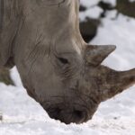 Nahaufnahme eines Nashorns mit nach vorne gerichtetem Horn, das auf Schnee steht und seinen Kopf auf den Boden senkt.