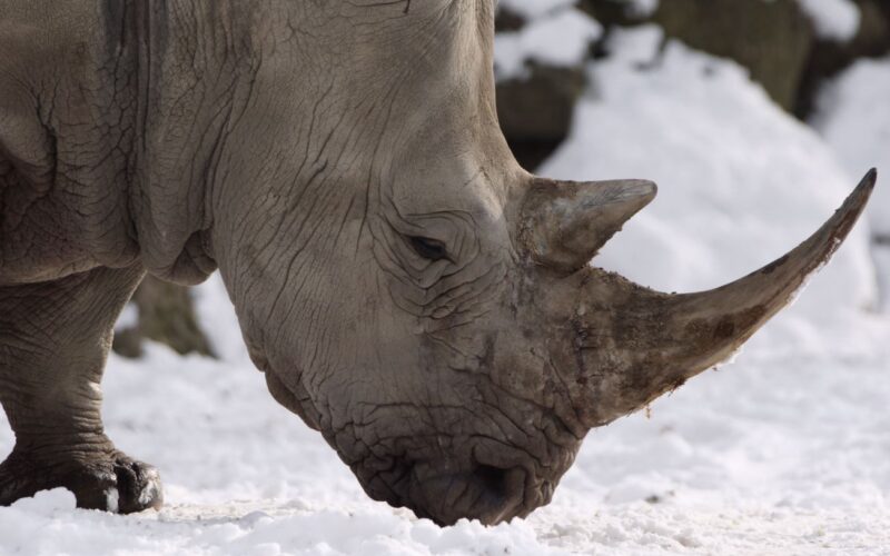 Nahaufnahme eines Nashorns mit nach vorne gerichtetem Horn, das auf Schnee steht und seinen Kopf auf den Boden senkt.