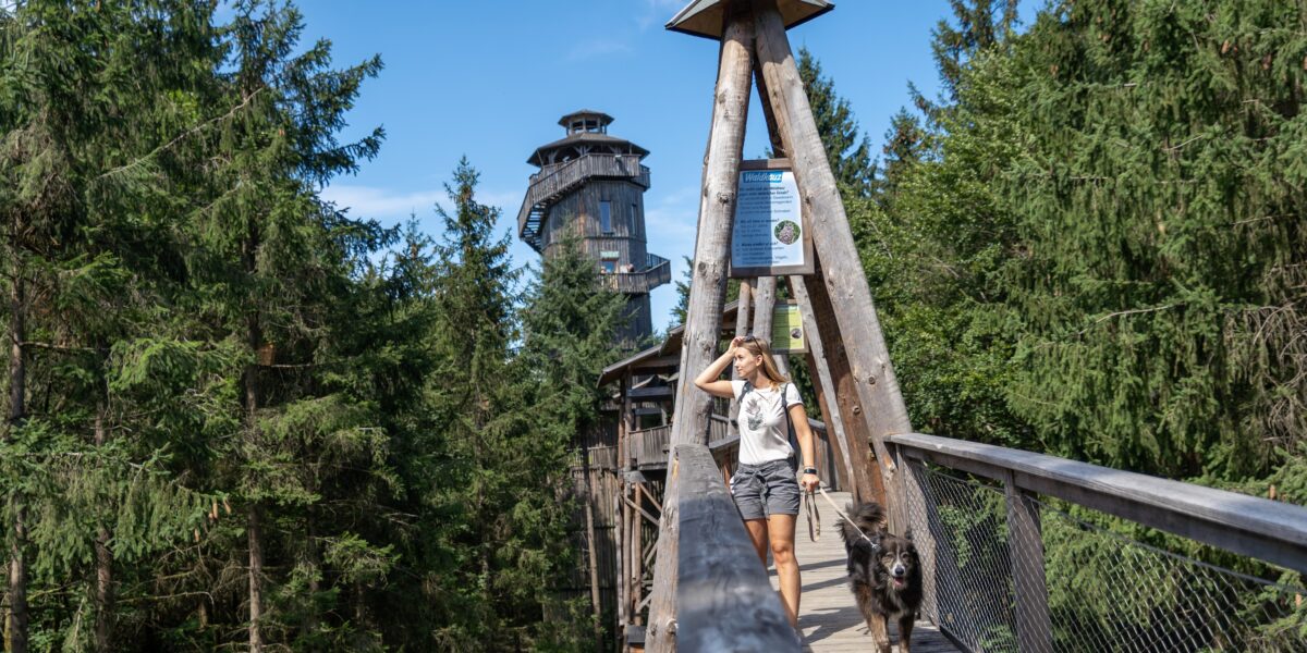 Eine Frau geht mit einem großen Hund über eine Holzbrücke, die von hohen Bäumen umgeben ist. Im Hintergrund ist unter einem klaren Himmel ein Holzturm zu sehen.