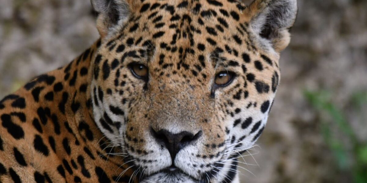 Nahaufnahme eines Jaguars mit goldenem Fell und schwarzen Flecken, der direkt in die Kamera schaut, vor einem unscharfen natürlichen Hintergrund.