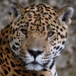 Nahaufnahme eines Jaguars mit goldenem Fell und schwarzen Flecken, der direkt in die Kamera schaut, vor einem unscharfen natürlichen Hintergrund.