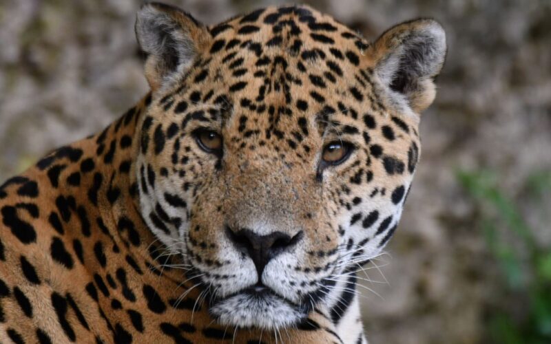 Nahaufnahme eines Jaguars mit goldenem Fell und schwarzen Flecken, der direkt in die Kamera schaut, vor einem unscharfen natürlichen Hintergrund.