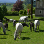 Eine Gruppe weißer und schwarzer Pferde weidet auf einer grünen Wiese in der Nähe eines eingezäunten Geländes und eines großen Gebäudes, mit Bäumen und Hügeln im Hintergrund.