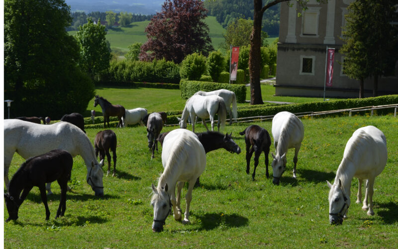 Eine Gruppe weißer und schwarzer Pferde weidet auf einer grünen Wiese in der Nähe eines eingezäunten Geländes und eines großen Gebäudes, mit Bäumen und Hügeln im Hintergrund.