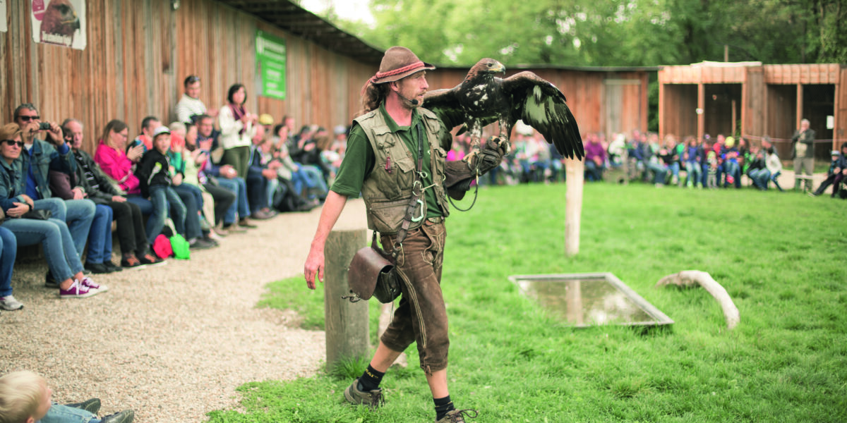 Ein Falkner in traditioneller Kleidung hält einen Raubvogel auf dem Arm, während er über Gras läuft, während ein sitzendes Publikum in einem Freigehege zusieht.