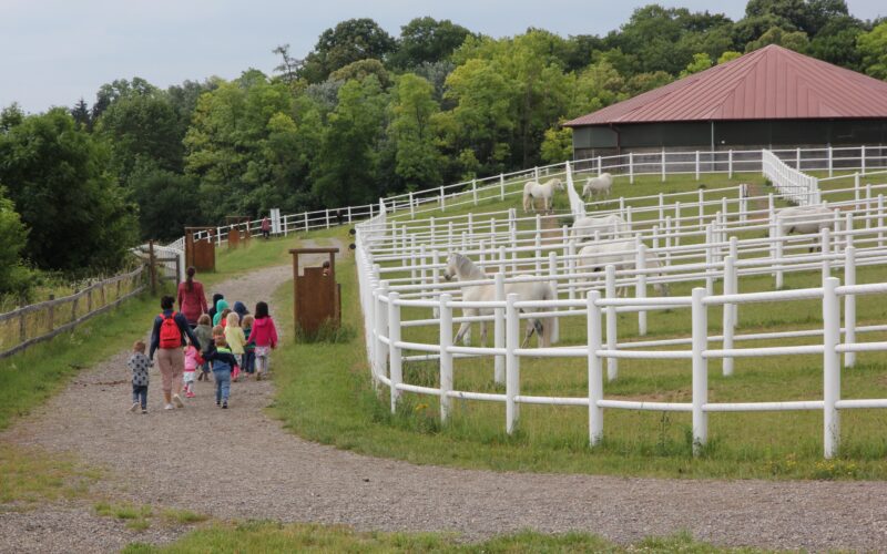 Eine Gruppe von Kindern und Erwachsenen geht einen Weg entlang, der an eingezäunten Gehegen mit weißen Pferden vorbeiführt, in der Nähe eines Gebäudes und umgeben von Grün.