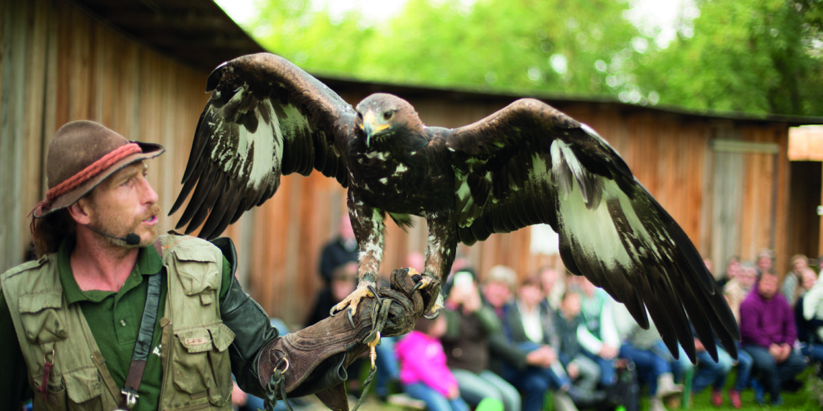 Ein Falkner mit Handschuh hält im Freien einen großen Adler mit ausgebreiteten Flügeln; im Hintergrund beobachtet eine Gruppe von Menschen.