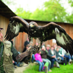 Ein Falkner mit Handschuh hält im Freien einen großen Adler mit ausgebreiteten Flügeln; im Hintergrund beobachtet eine Gruppe von Menschen.