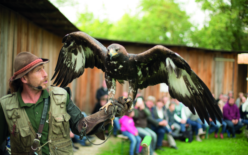 Ein Falkner mit Handschuh hält im Freien einen großen Adler mit ausgebreiteten Flügeln; im Hintergrund beobachtet eine Gruppe von Menschen.