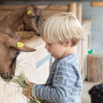 Ein kleines Kind in einem gestreiften Hemd füttert zwei braune Ziegen in einer Holzscheune mit Heu.