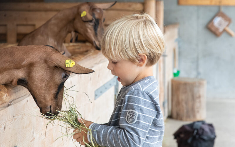 Ein kleines Kind in einem gestreiften Hemd füttert zwei braune Ziegen in einer Holzscheune mit Heu.