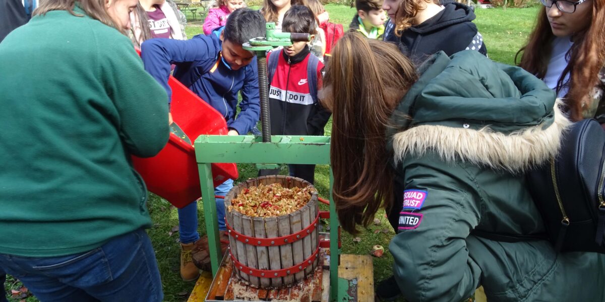 Eine Gruppe von Menschen beobachtet, wie geschnittene Äpfel im Freien in eine hölzerne Apfelweinpresse geschüttet werden, um Apfelwein herzustellen.