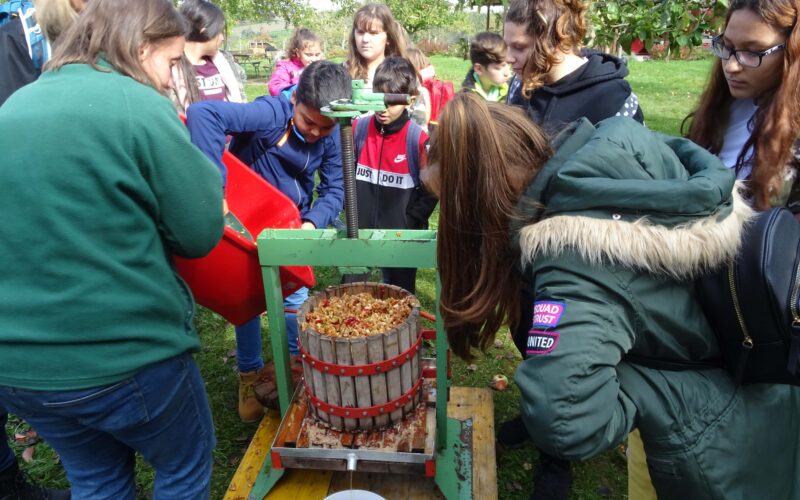 Eine Gruppe von Menschen beobachtet, wie geschnittene Äpfel im Freien in eine hölzerne Apfelweinpresse geschüttet werden, um Apfelwein herzustellen.