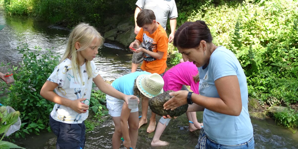 Eine Gruppe von Kindern und ein Erwachsener stehen in einem seichten Bach und untersuchen mit Netzen und Krügen Steine und Wasser, umgeben von Grün.