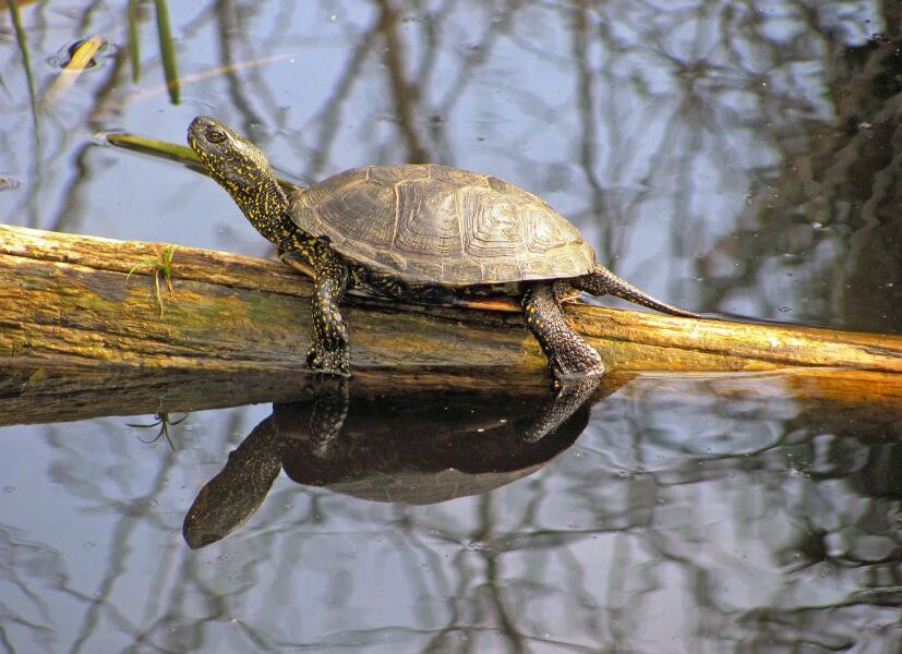 Eine Schildkröte ruht auf einem teilweise untergetauchten Baumstamm in einem ruhigen Gewässer, wobei ihr Spiegelbild auf der Wasseroberfläche sichtbar ist.