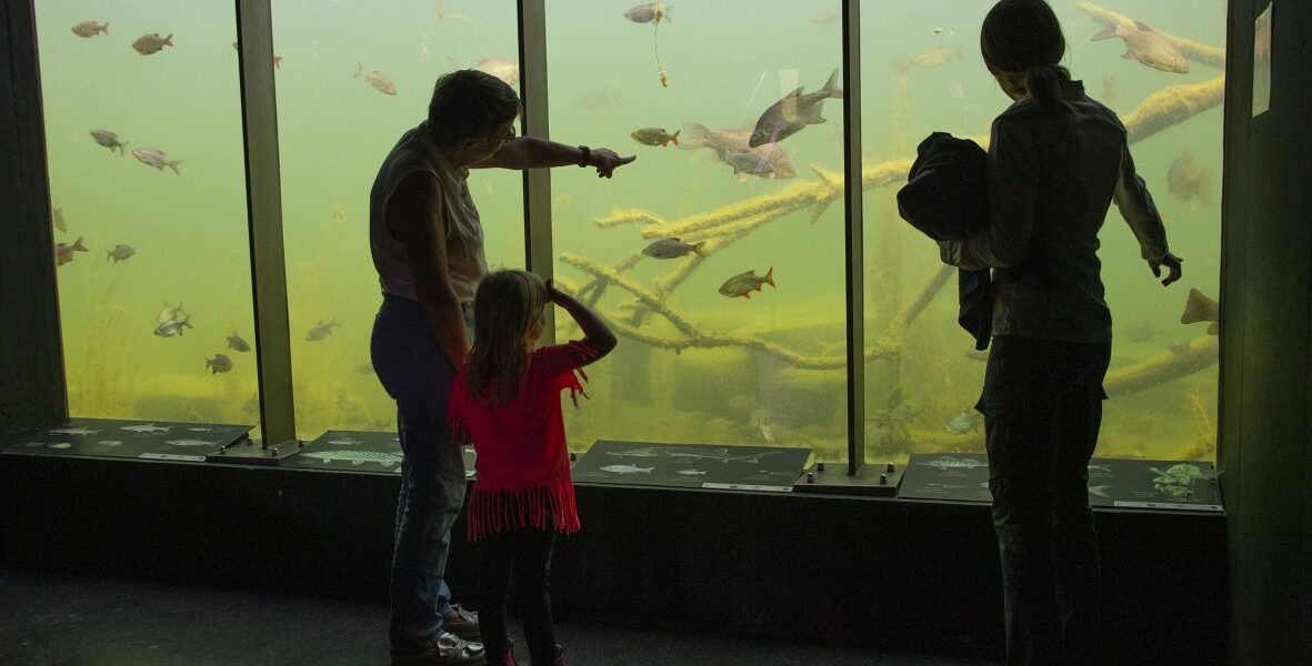 Drei Personen, darunter ein Kind, beobachten Fische, die hinter einer großen Aquarienscheibe mit Ästen und trübem grünen Wasser schwimmen.