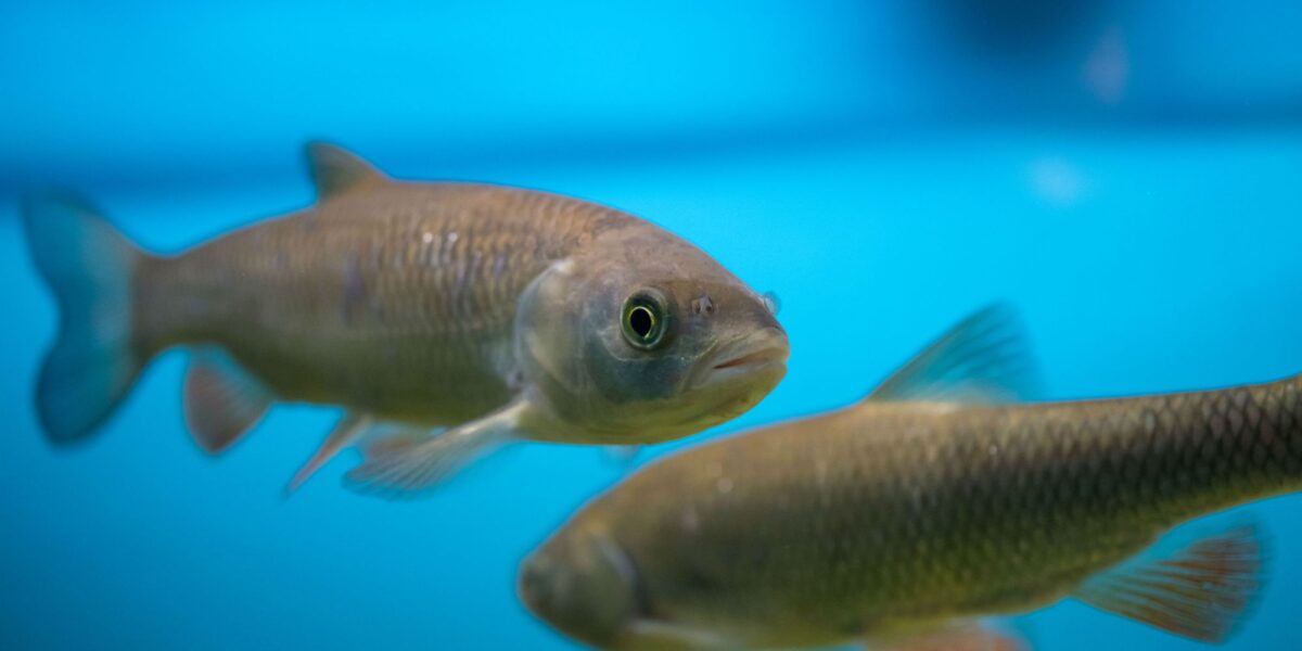 Zwei Fische schwimmen in klarem, blauem Wasser, wobei ein Fisch im Vordergrund der Kamera zugewandt ist und der andere leicht verschwommen im Hintergrund liegt.